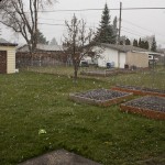The great NW in spring...Snow on the dandelions